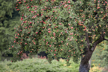 Fototapeta na wymiar Apple tree with red ripe apples on the branches. Harvest year. Lots of ripe apples.