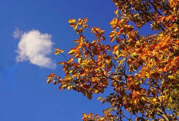 autumn leaves against blue sky