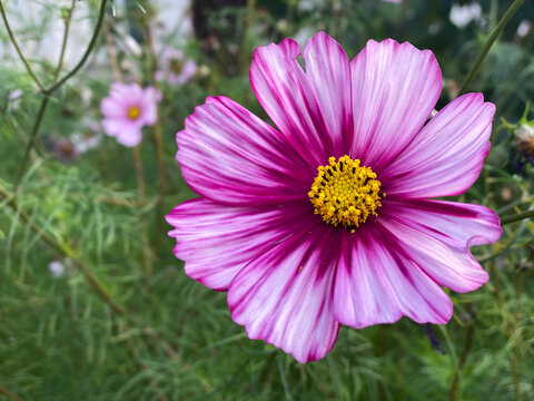 Pink and purple cosmos flower with green leaves and grey stone