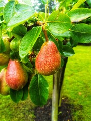 strawberry in the garden