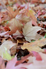 Macro maple leaves on the ground. 