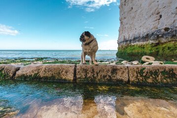Beautifull Pug dog walking alone at Empty Kingsgate Beach, walking through the chalk stacks clifs...
