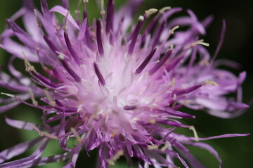 close up of a purple flower