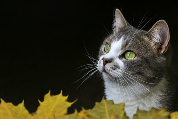 A close up of a cat with green eyes, playing in autumn leaves. High quality photo