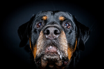 Obraz premium portrait of a black dog rottweiller on black background