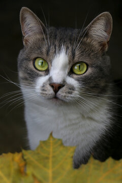Autumn cat. A close up of a young cat with green eyes, playing in autumn leaves.