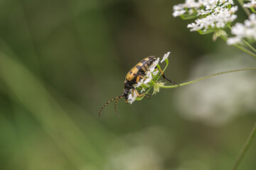 Black and yellow longhorn beetle
