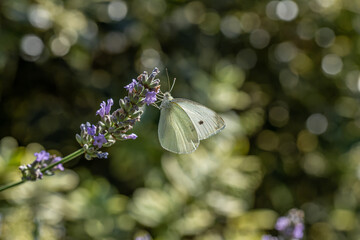 Cabbage white butterfly on lavender plant