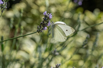 Small white butterfly on a lavender plant