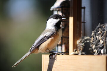 chickadee on birdfeeder