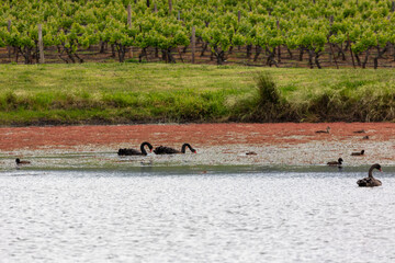 Obraz na płótnie Canvas Two black swans paddling on a lake in regional Australia