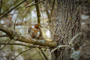 Nursing squirrel eating black walnut