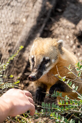 A curious South American coati (nasua nasua) sniffing at a persons hand. 