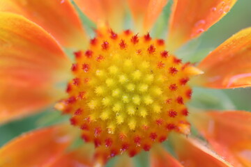 orange flower macro