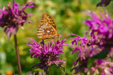 Butterfly on bee balm in the garden