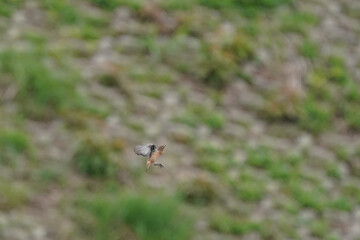 common stonechat on grass