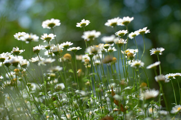 陽光を浴びて咲くヒナギク