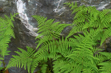 岩肌を隠すように葉を伸ばす羊歯