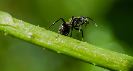 Hormiga negra haciendo su trabajo en mi jardín

