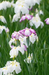 Fototapeta premium 江戸紫色の暈かしの花菖蒲