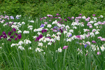 Obraz premium 色とりどりの花菖蒲田