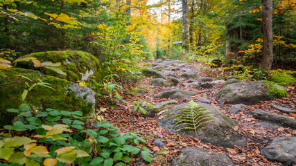 Fototapeta premium Entspannter Herbstabend im Bayerischen Wald mit Waldweg und Herbststimmung