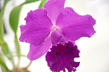 Fototapeta premium 紫色のカトレア