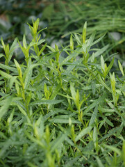 Tarragon - Artemisia dracunculus