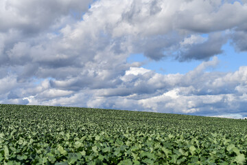 Fototapeta na wymiar Agricultural landscape of fields with green organic fertilizer plants and blue sky with stormy clouds. Copy space. 