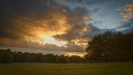 sunset in the woods