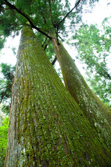 伊勢神宮の大木