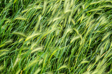 green wheat field after summer rain