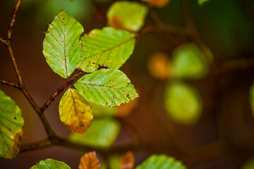 Green leaves on a tree in Autumn