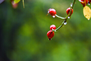 wild dog rose plant - autumn scenery