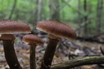 mushrooms in the forest