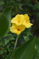 Canna flowers / Cannaceae  bulb plant