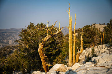 Sparse tree trunks on mountaintop