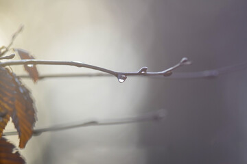 drops on the branch