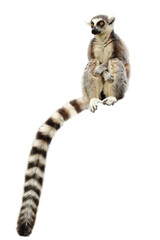 Portrait of ring-tailed lemur, Lemur catta, isolated on white background. Monkey sitting with forelegs crossed on knees. Long tail, the most famous sign, hanging down. Habitat Madagascar, Africa.
 - obrazy, fototapety, plakaty