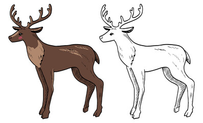 Doodles of cute deer. Hand drawn vector illustration. Realistic vintage sketches of animals. Set of black contour and color elements isolated on white. For design, decor, print, card, sticker, poster.
