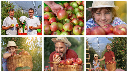 Family Picking Apples in Sunny Orchard Conceptual Photo Collage