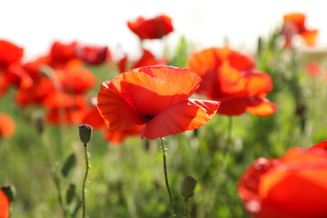 Beautiful blooming poppy flowers in field on spring day, closeup
