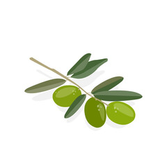 Fototapeta na wymiar Olive tree branch with olives. Vector flat illustration isolate on white background.
