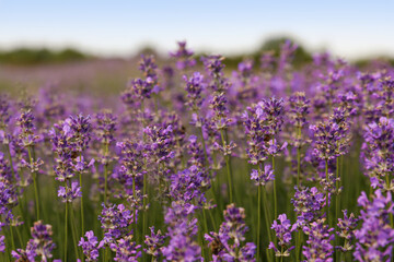 Obraz na płótnie Canvas Beautiful blooming lavender field on summer day, closeup
