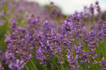 Beautiful blooming lavender field on summer day, closeup