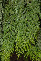 Fototapeta na wymiar Leaves of Western Red Cedar (Thuja plicata)