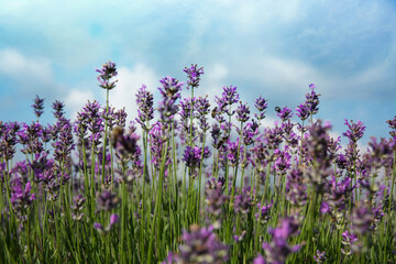 Obraz premium Beautiful lavender flowers growing in field, closeup
