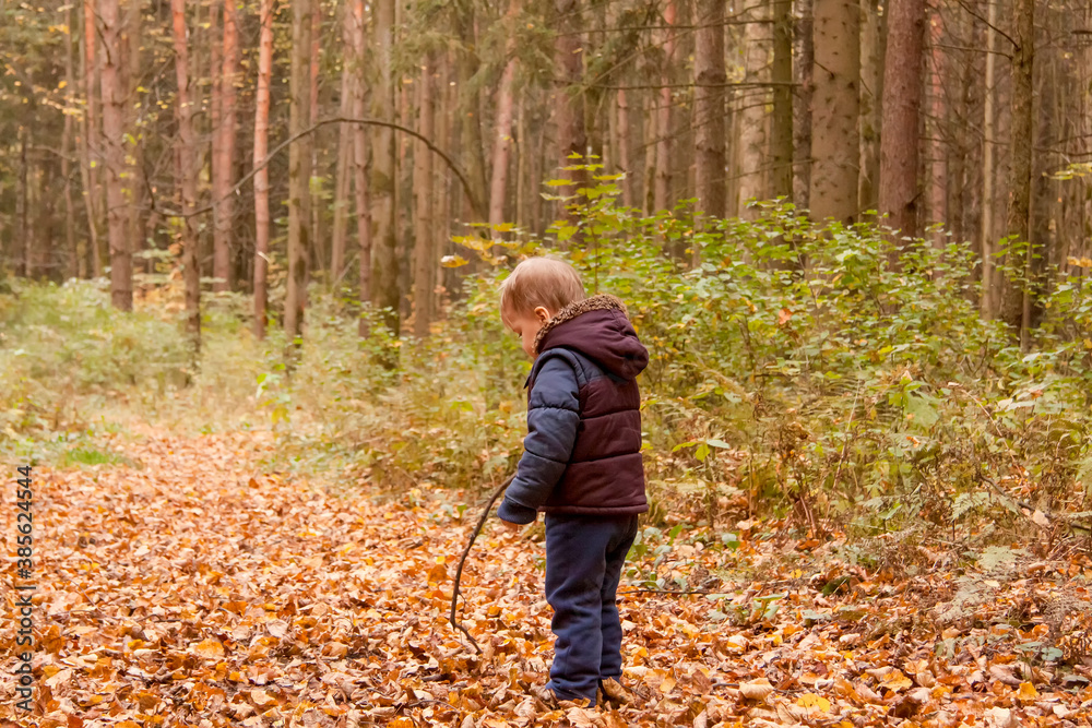 Wall mural children walk in the autumn forest.