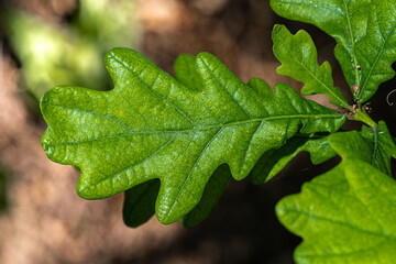 Leaves of Skyrocket Columnar English Oak (Quercus robur 'Fastigiata')