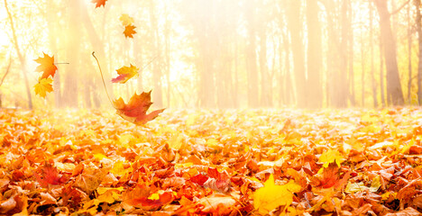 Colorful autumn landscape in city park. - obrazy, fototapety, plakaty